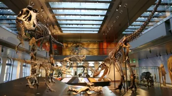 Natural History Museum - Dinosaur Hall